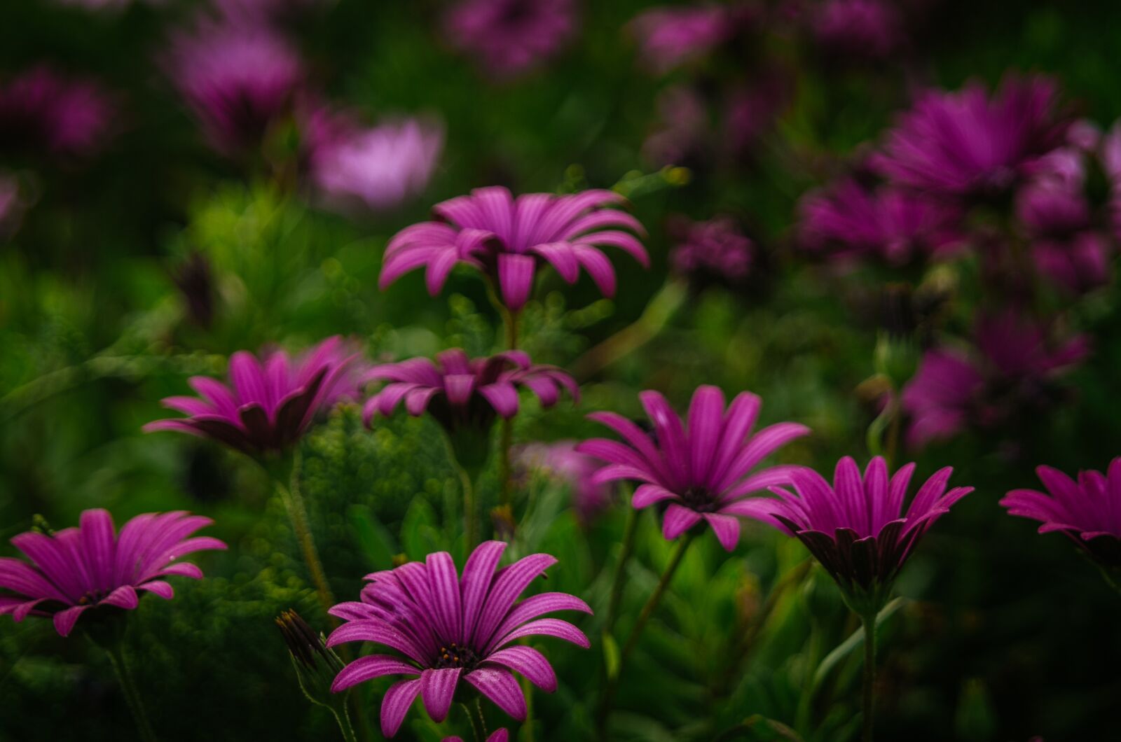 Pentax K-30 sample photo. Purple, flowers, blossoms photography