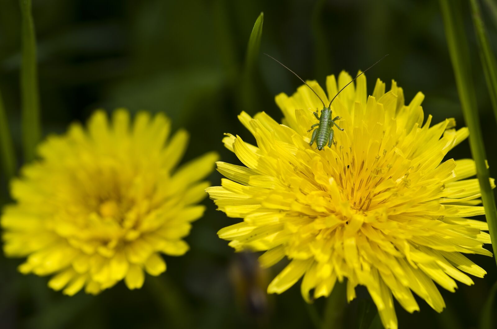 Pentax K-30 sample photo. Dandelion flower, yellow, close photography