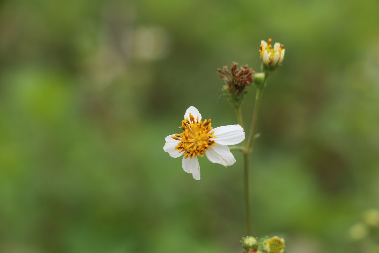 Canon EOS 70D sample photo. Flower, the leaves photography