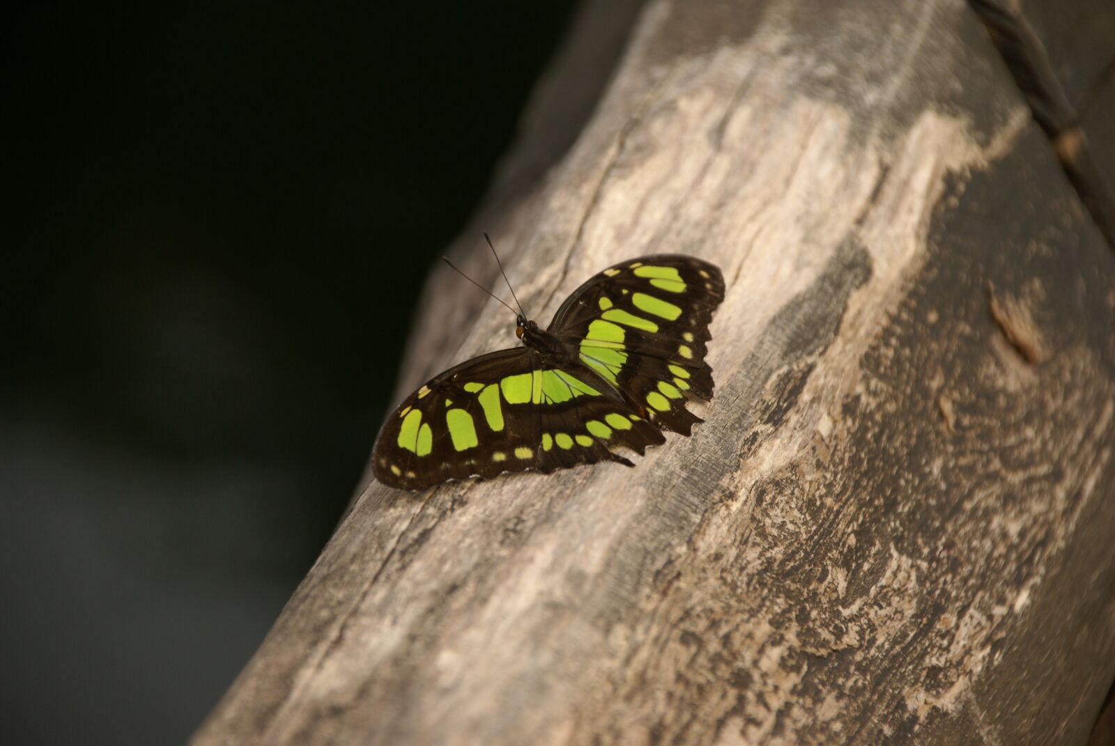 Sony Alpha DSLR-A100 sample photo