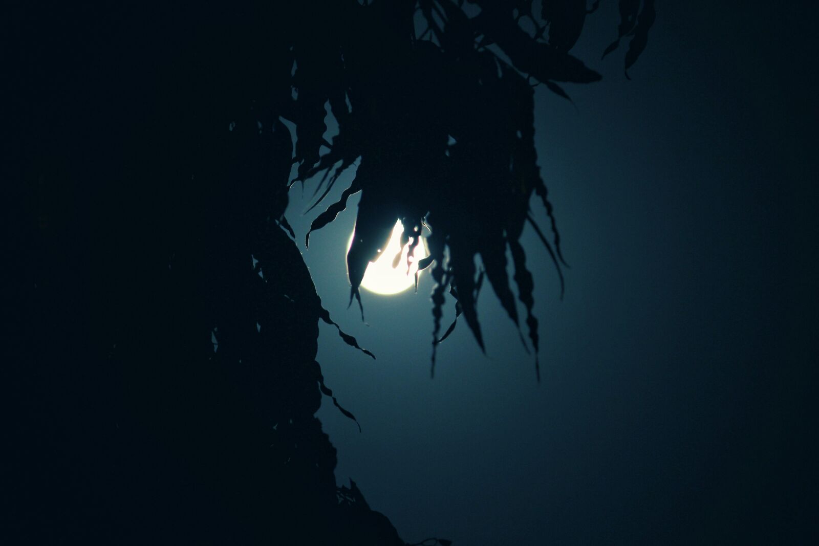 Canon EOS 700D (EOS Rebel T5i / EOS Kiss X7i) sample photo. Moonlight, night, shot photography