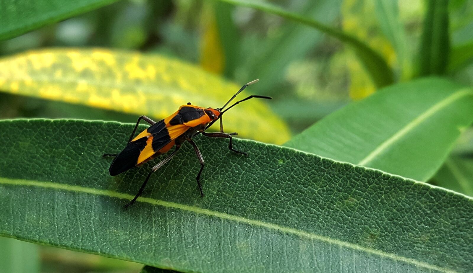 Samsung Galaxy Note5 sample photo. Large milkweed bug, bug photography