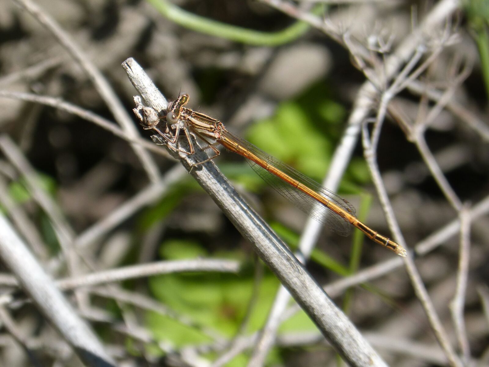 Panasonic DMC-FZ62 sample photo. Dragonfly, damselfly, sympecma fusca photography