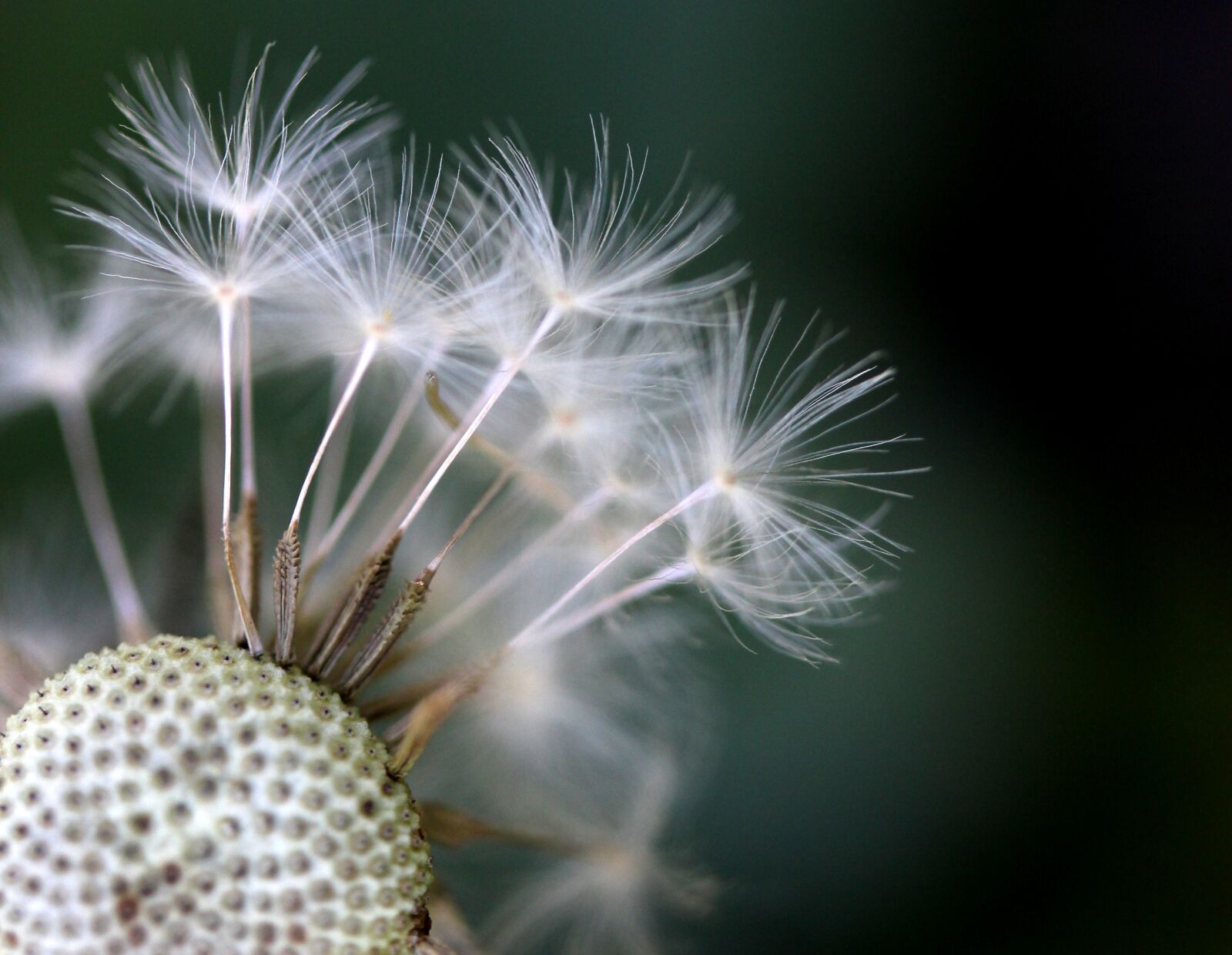 Canon EF-S 60mm F2.8 Macro USM sample photo. Dandelion, down, plant photography