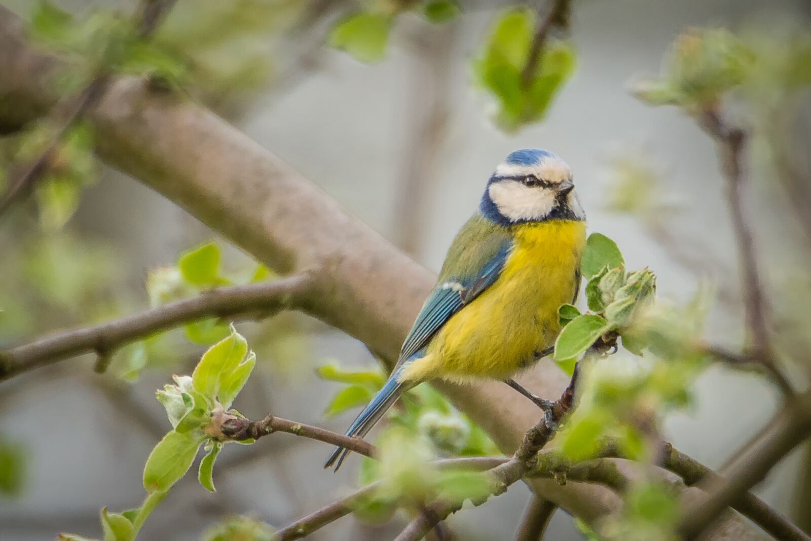 Nikon D7200 sample photo. Blue tit, tit, songbird photography