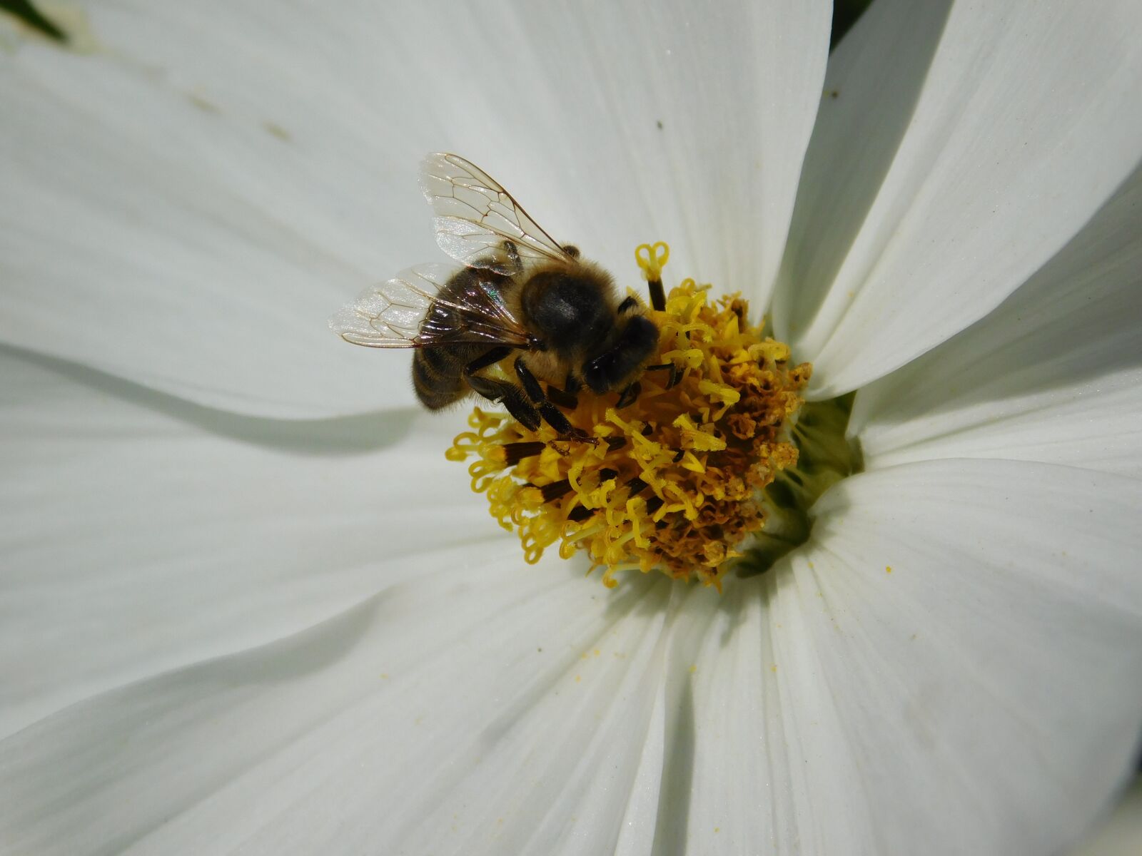 Nikon Coolpix L840 sample photo. Bee, cosmos, flower photography