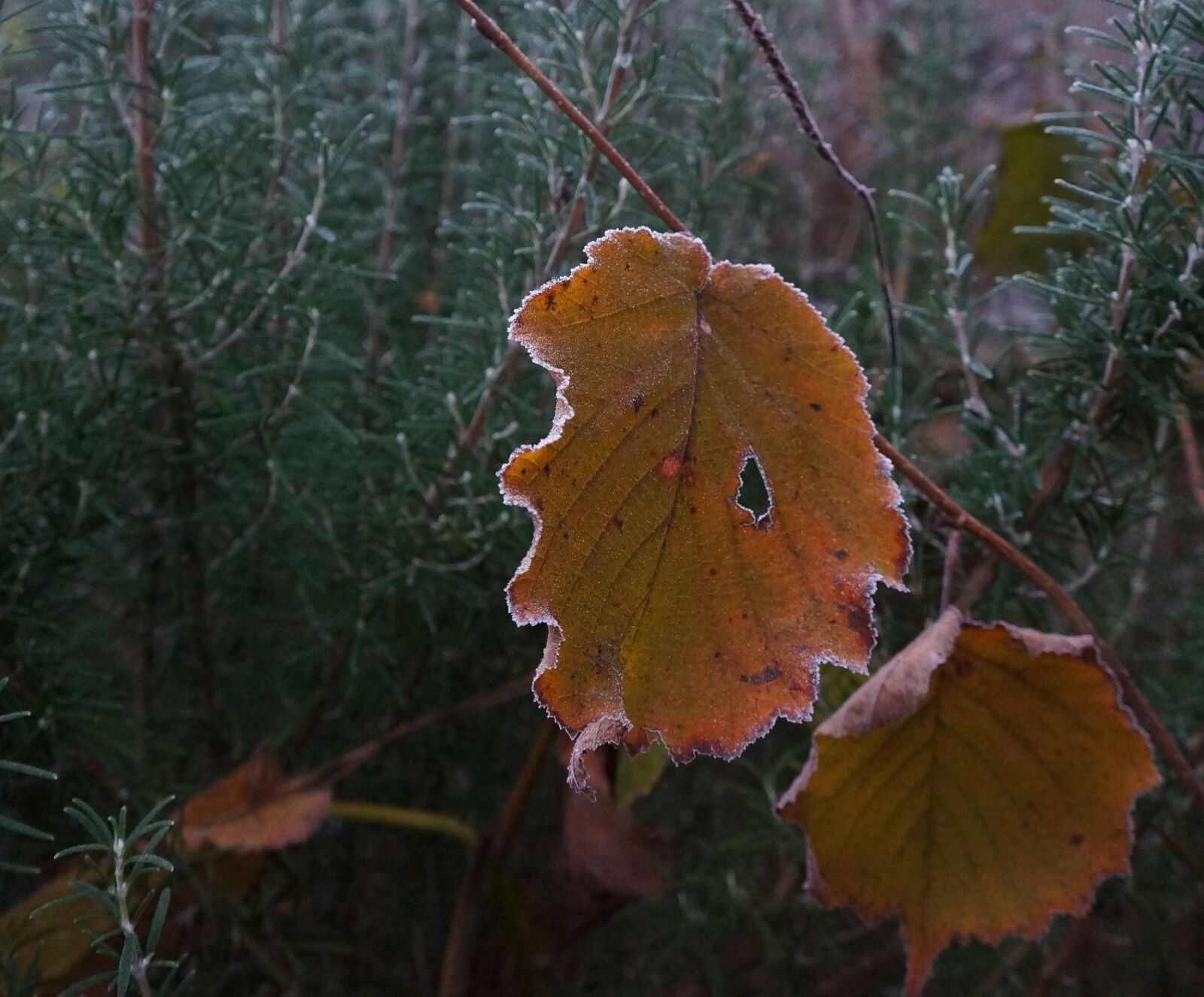 Sony Alpha NEX-5N sample photo. Leaf, frost, winter photography