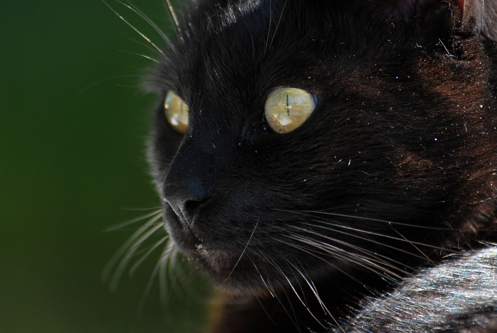 Nikon D200 sample photo. Cat, black cat, whiskers photography