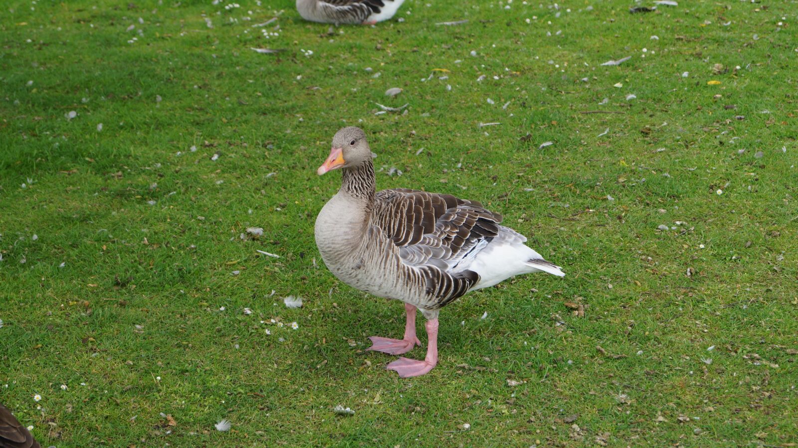 Sony DT 18-55mm F3.5-5.6 SAM II sample photo. Goose, natural, grass photography