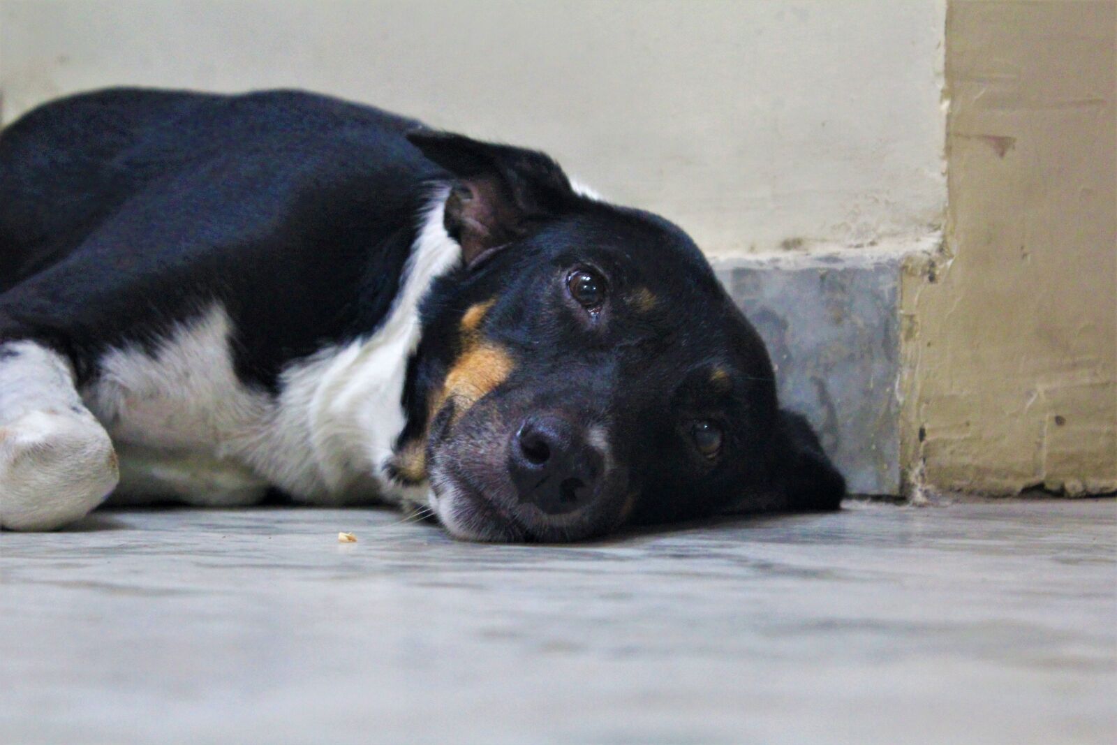 Canon EOS 1200D (EOS Rebel T5 / EOS Kiss X70 / EOS Hi) sample photo. Dog, canine, canis familaris photography