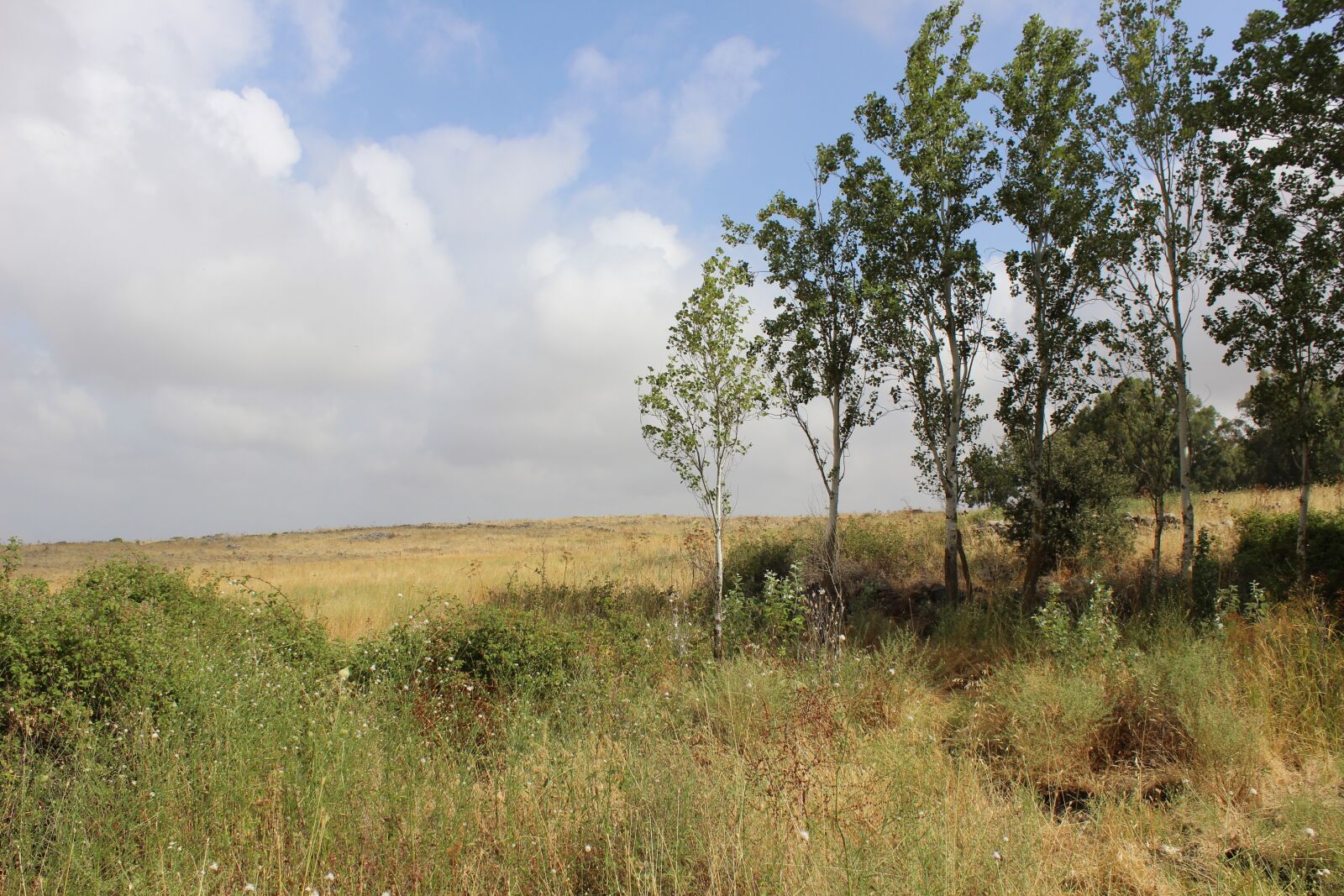 Canon EOS 600D (Rebel EOS T3i / EOS Kiss X5) sample photo. Wallpaper, trees, sky photography