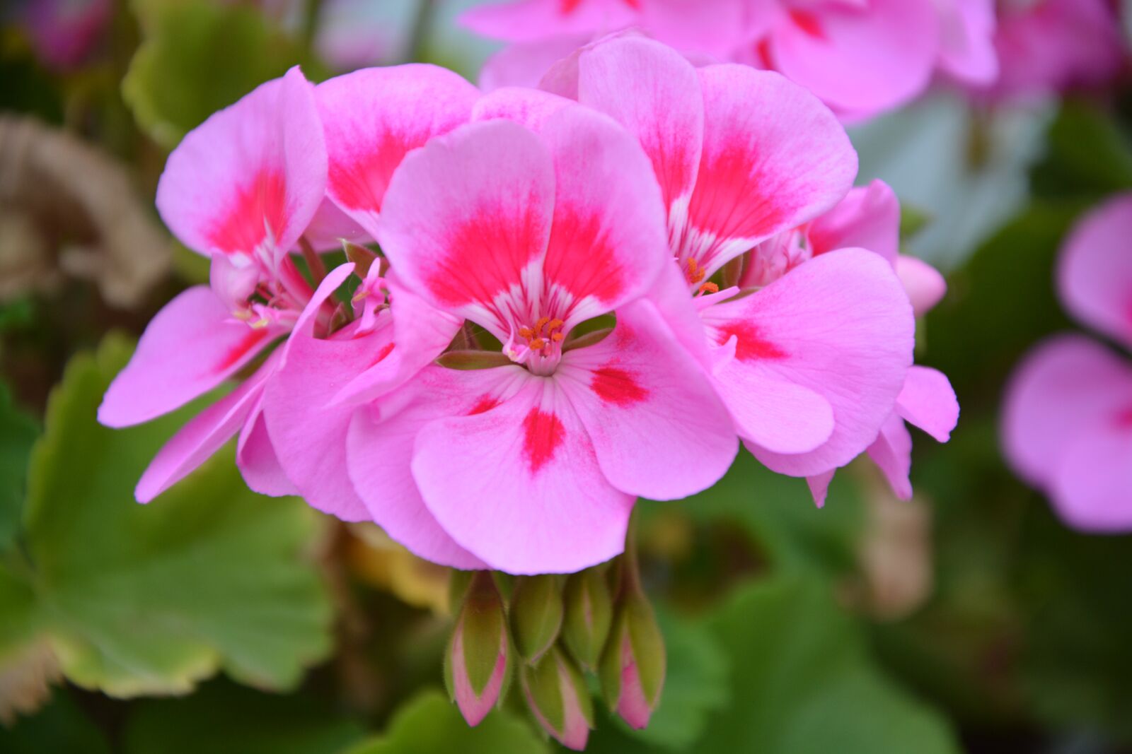 Nikon D5200 sample photo. Geranium, pink flowers, rose photography