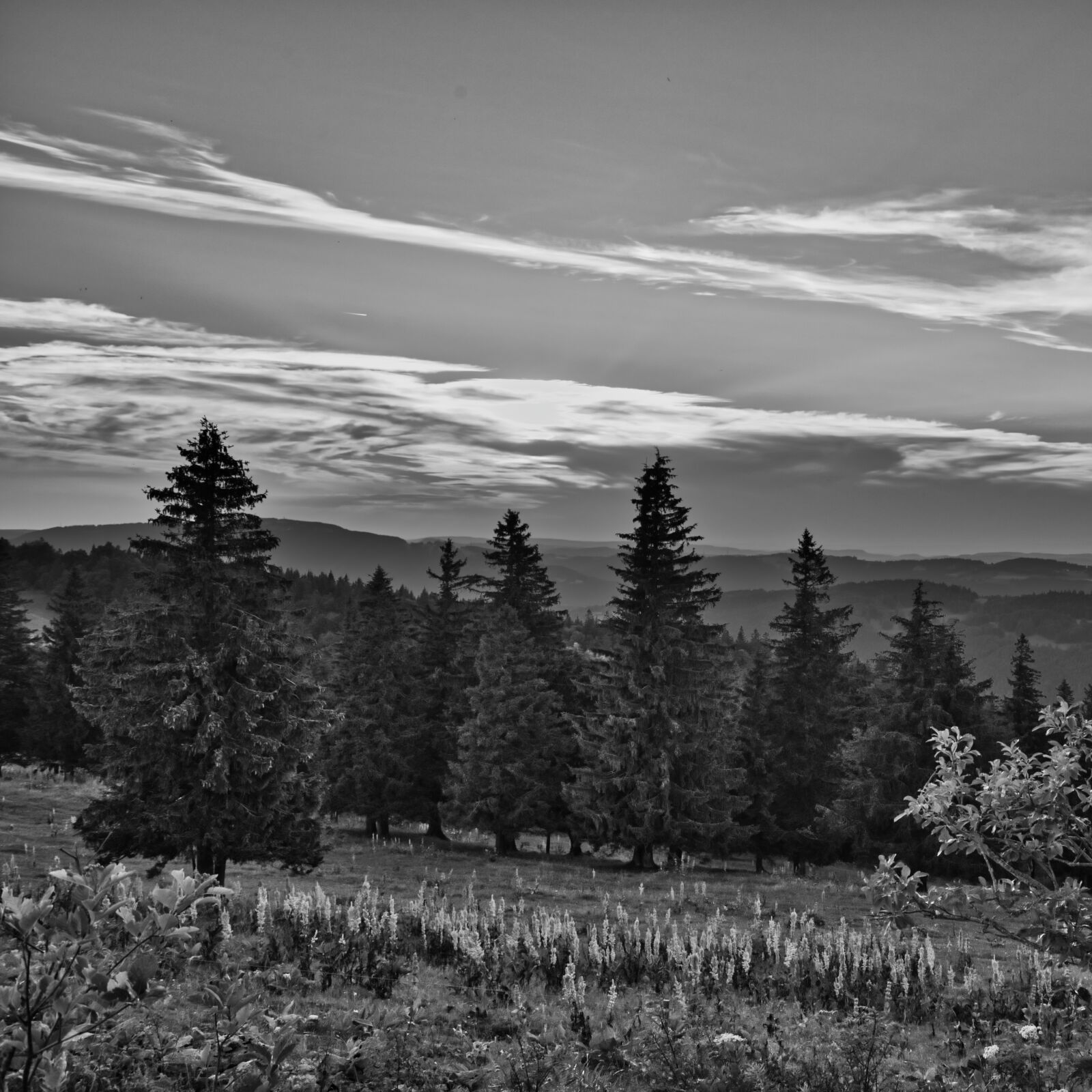 Nikon D800 sample photo. Landscape, sw, black and photography