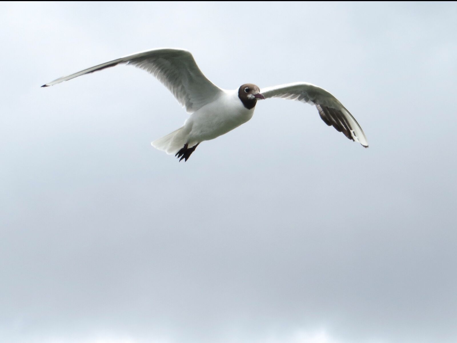 Canon PowerShot SX240 HS sample photo. Seagull, gull, flying photography