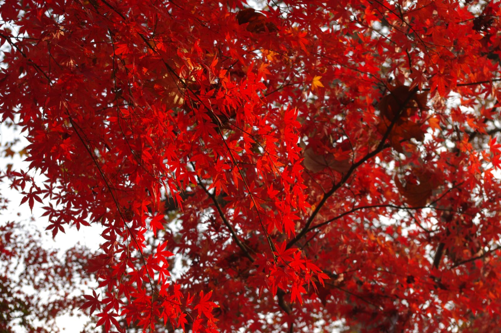 Pentax K-x sample photo. Maple, autumn, lu xun photography