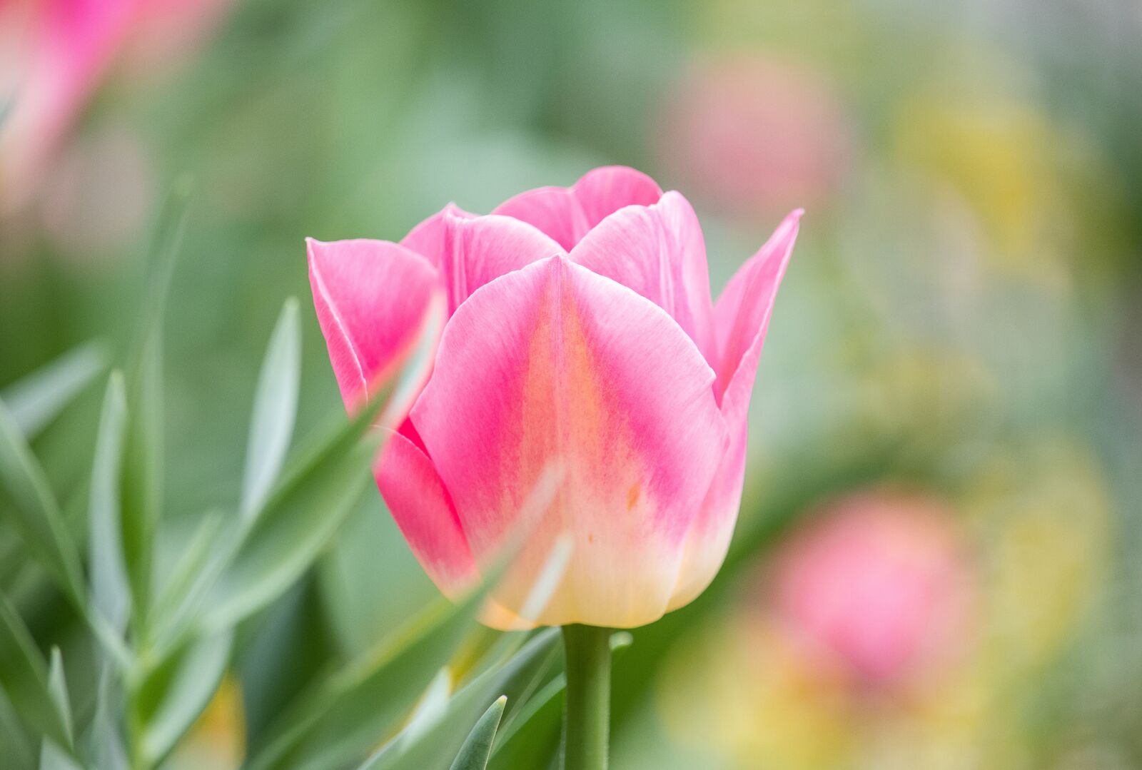 Canon EF-S 55-250mm F4-5.6 IS STM sample photo. Tulip, flower, plant photography