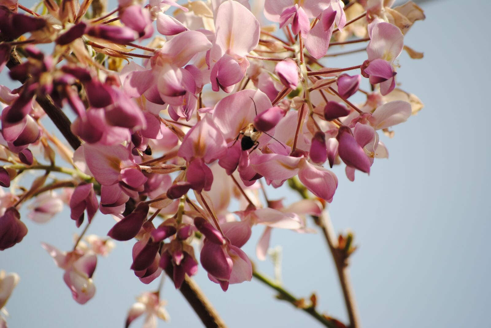 Nikon D3000 sample photo. Nature, spring, wisteria photography