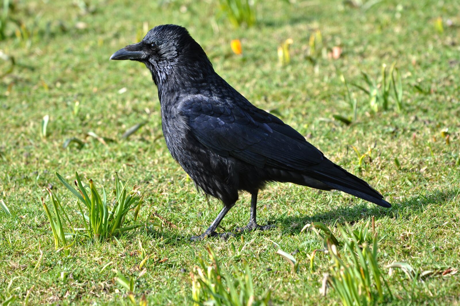 Nikon D90 sample photo. Crow, bird, animal photography