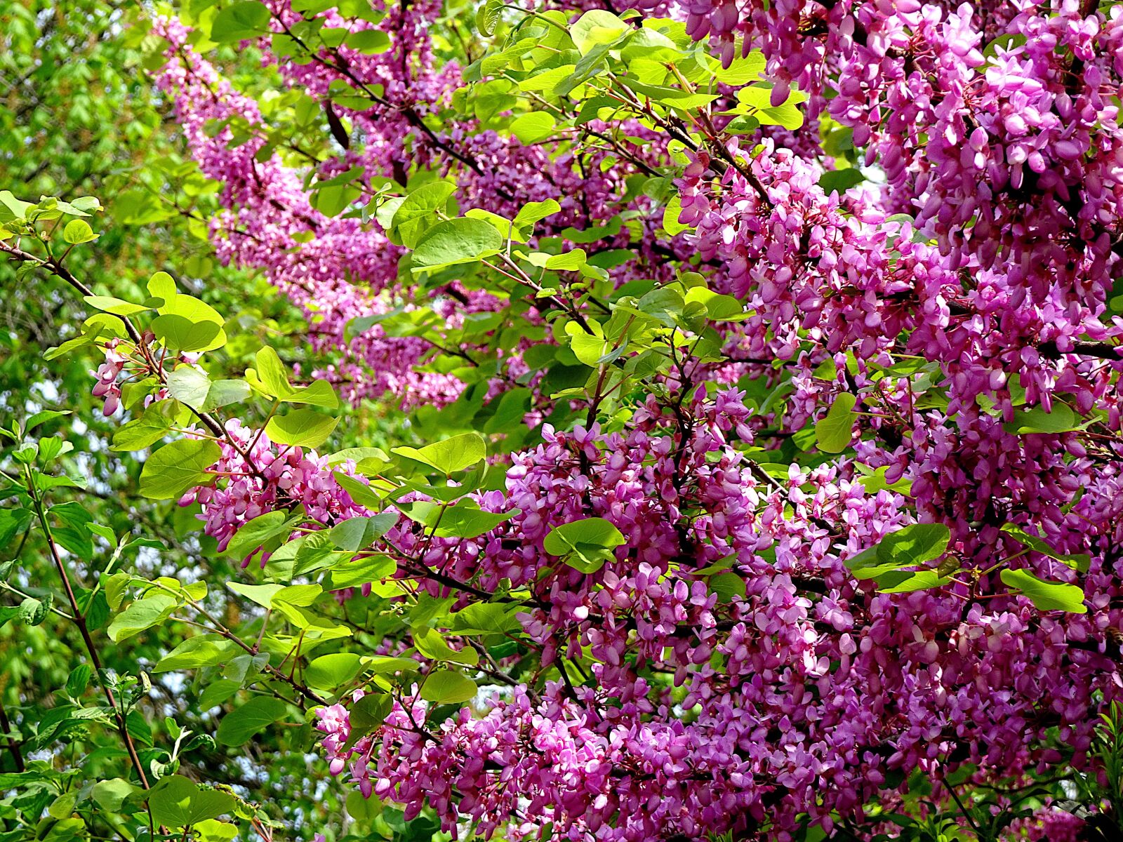 Sony Cyber-shot DSC-HX90V sample photo. Flowering shrub, flowers, color photography