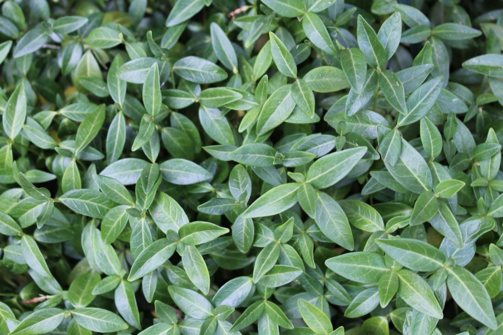 Canon EOS 1100D (EOS Rebel T3 / EOS Kiss X50) sample photo. Plant, small leaves, overgrow photography