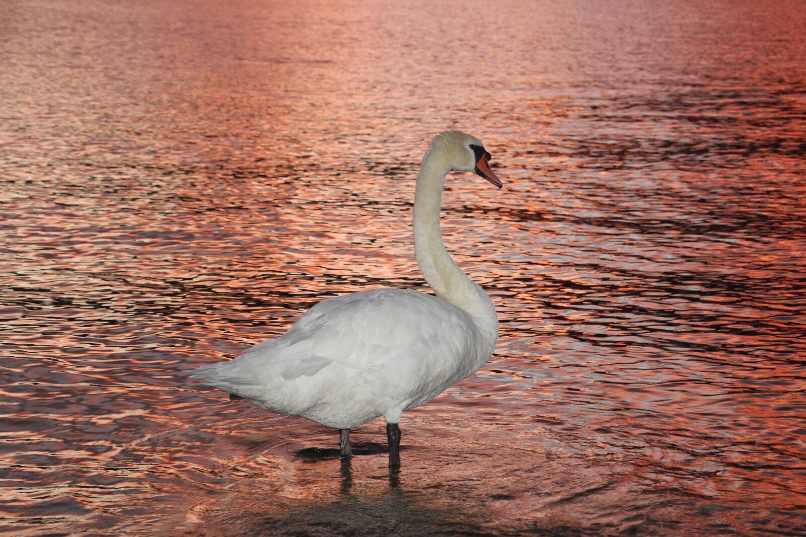 Canon EOS 600D (Rebel EOS T3i / EOS Kiss X5) sample photo. Swan, lake, abendstimmung photography