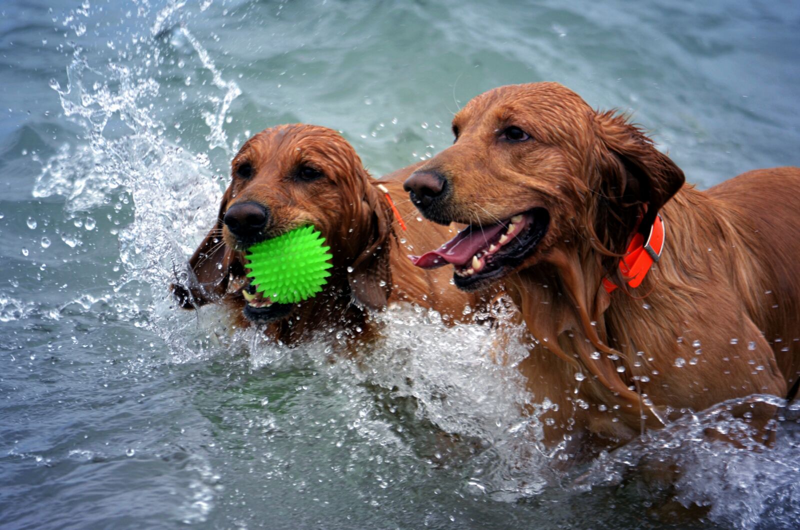 Nikon D5100 sample photo. Dogs, beach, wet photography