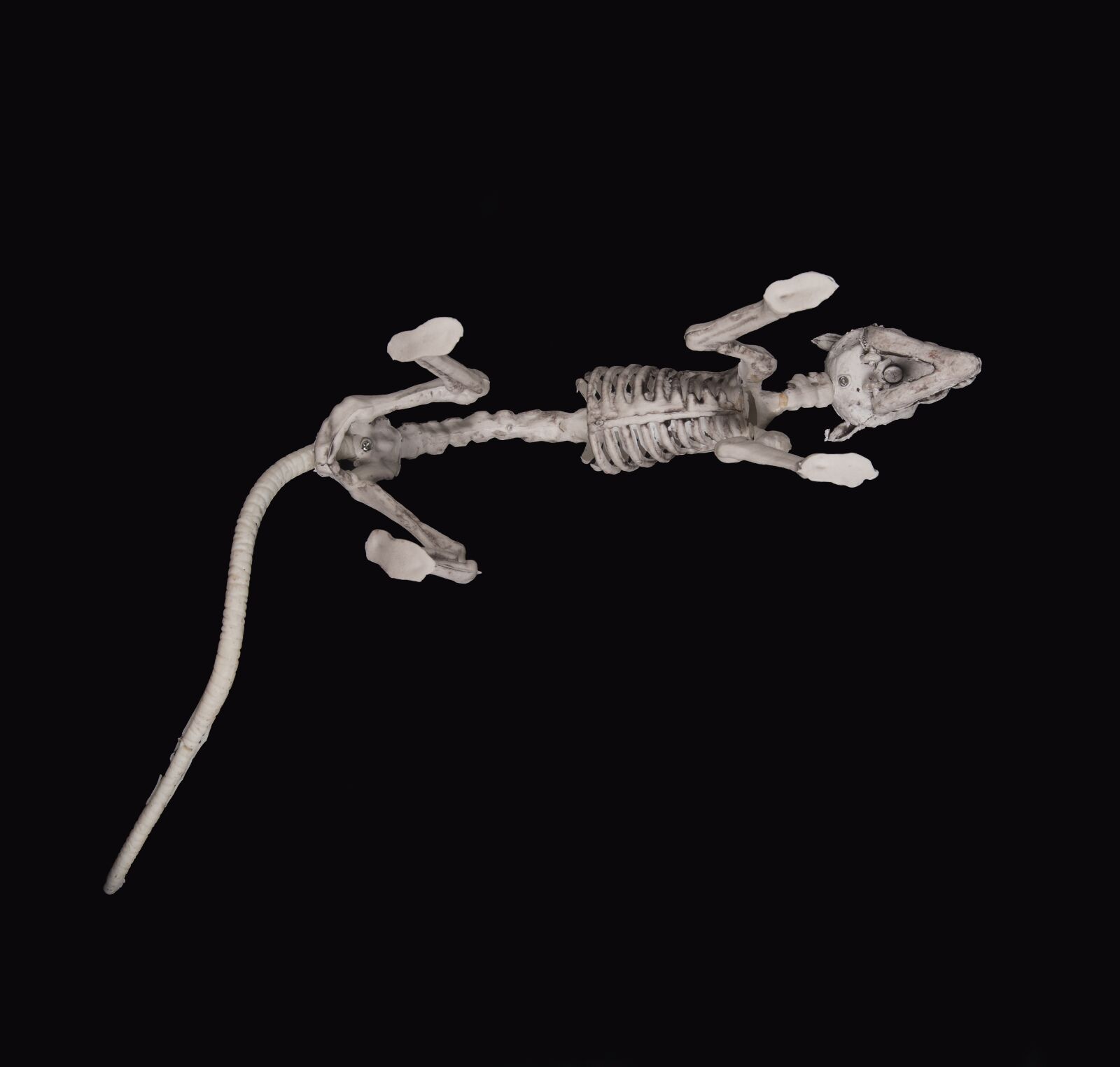 Nikon D750 sample photo. Rat, skelett my, skeleton photography