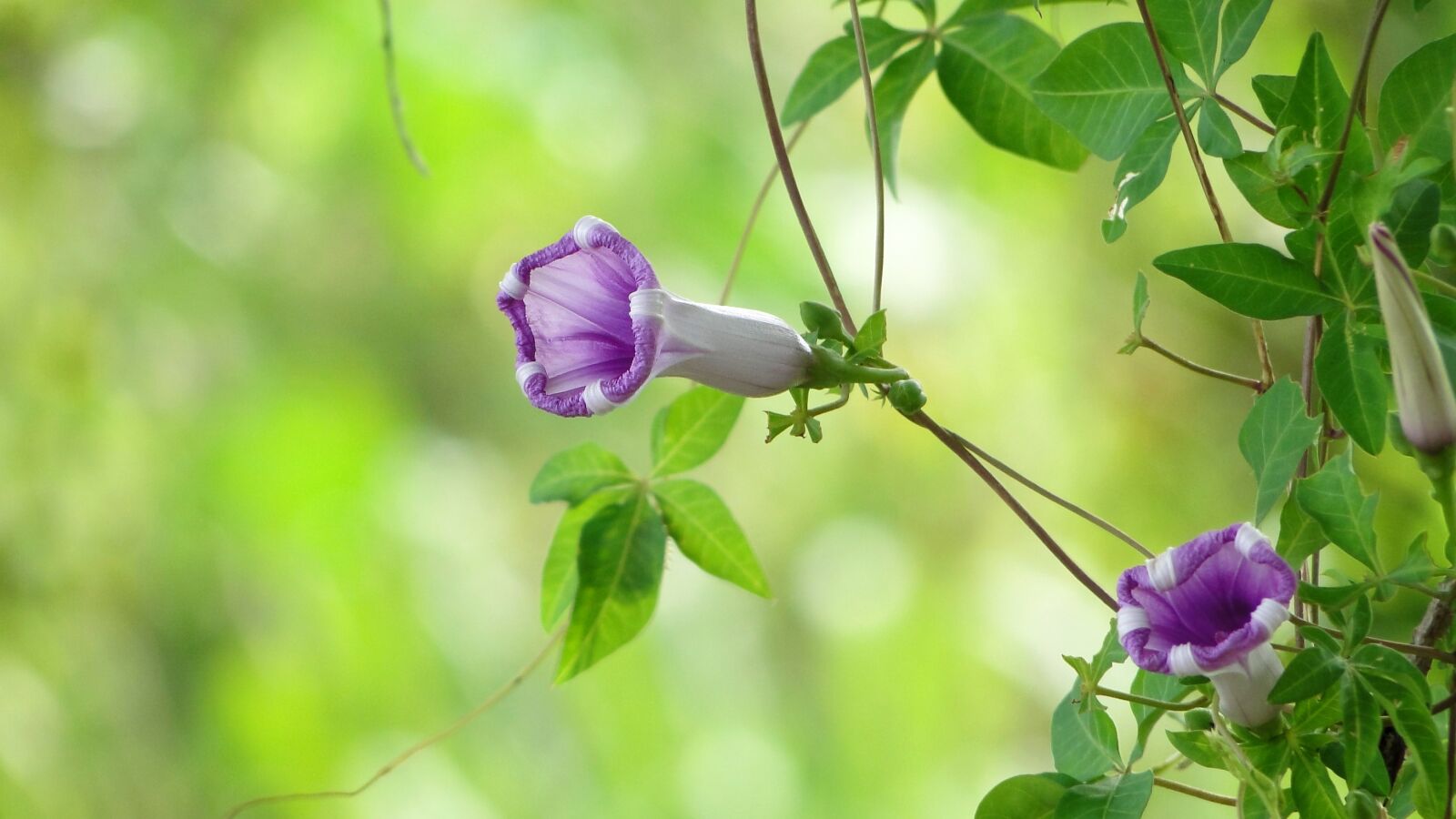 Sony Cyber-shot DSC-HX1 sample photo. Flower, morning glory, plant photography