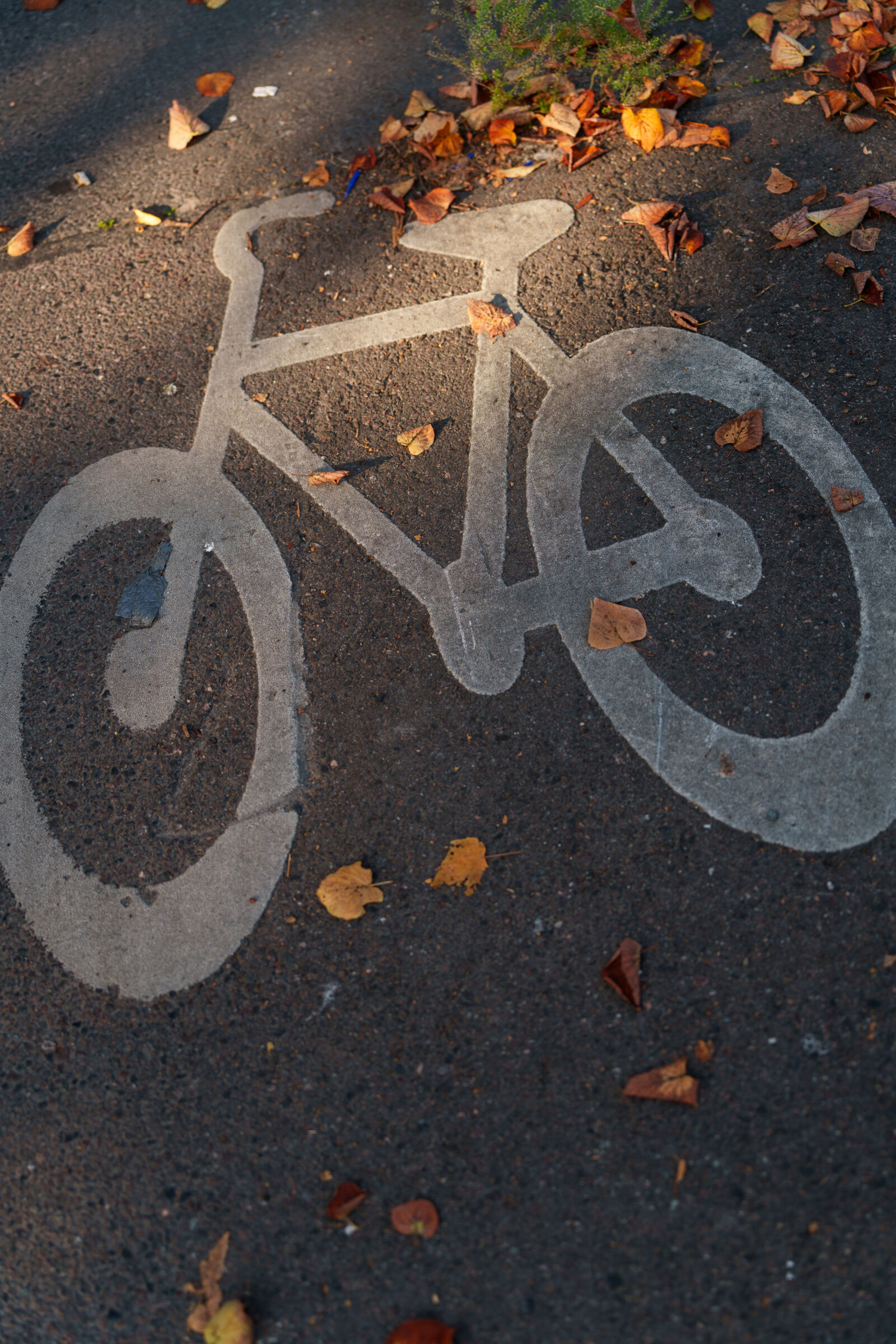 Sigma 28-105mm F2.8 DG DN | Art sample photo. Bicycle lane leaves photography