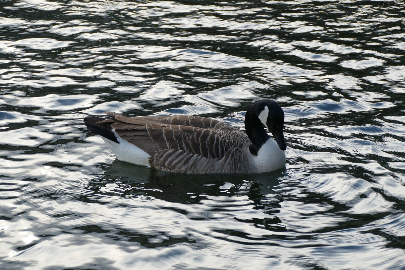 Panasonic Lumix DMC-FZ1000 sample photo. Water, duck, water bird photography