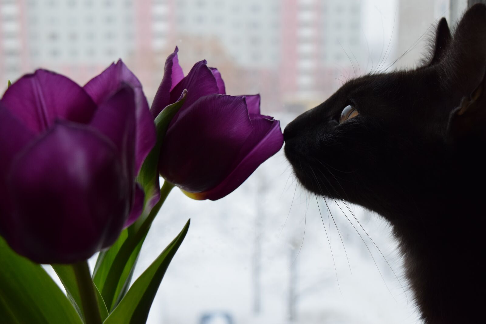 Nikon D5300 sample photo. Cat, animals, cats photography