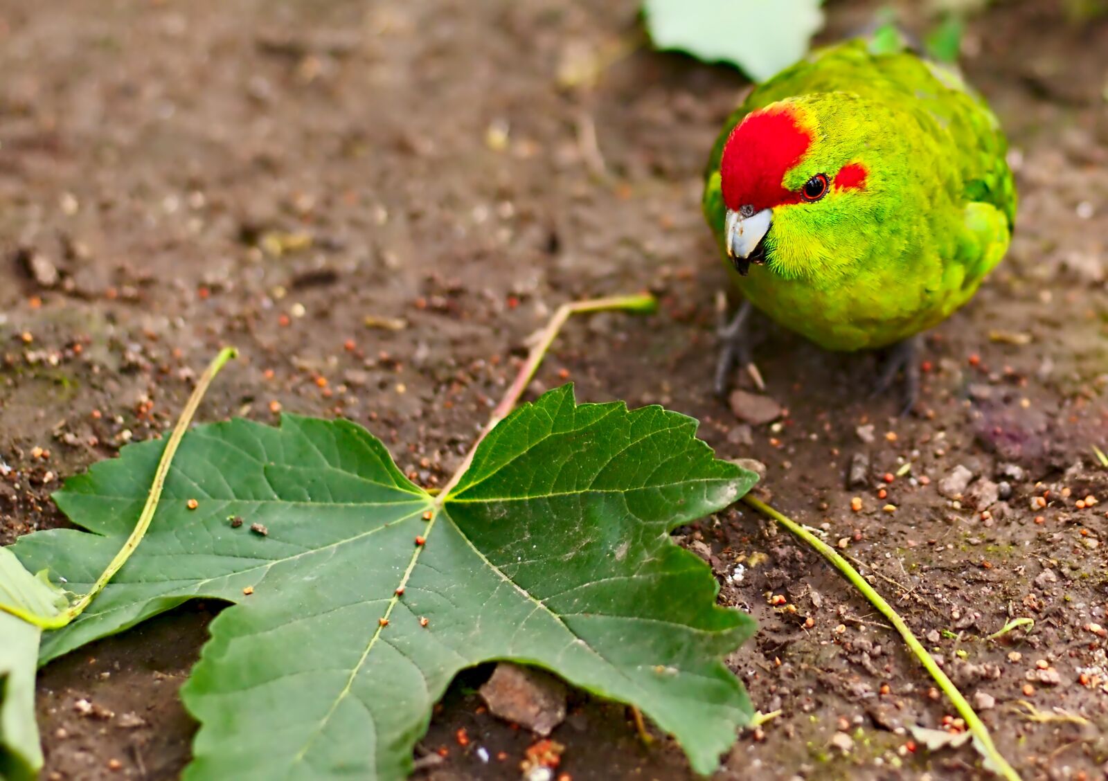 Canon EOS 800D (EOS Rebel T7i / EOS Kiss X9i) sample photo. Bird, leaf, animal photography