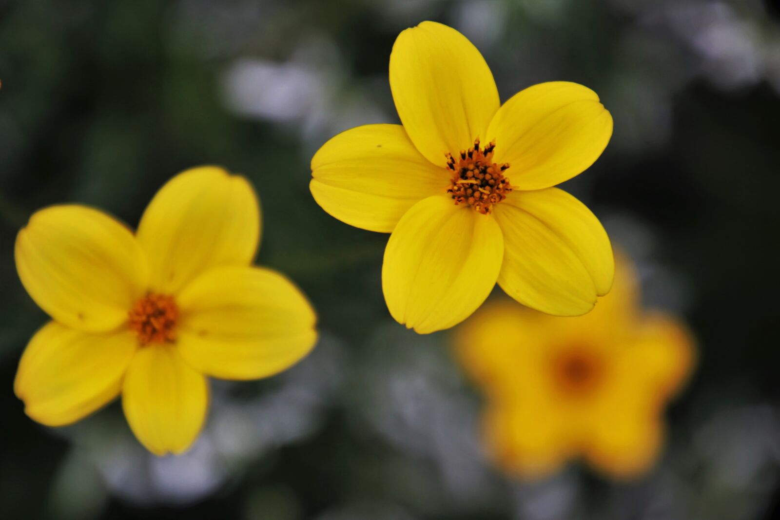 Canon EOS 80D sample photo. Flowers, yellow, garden photography