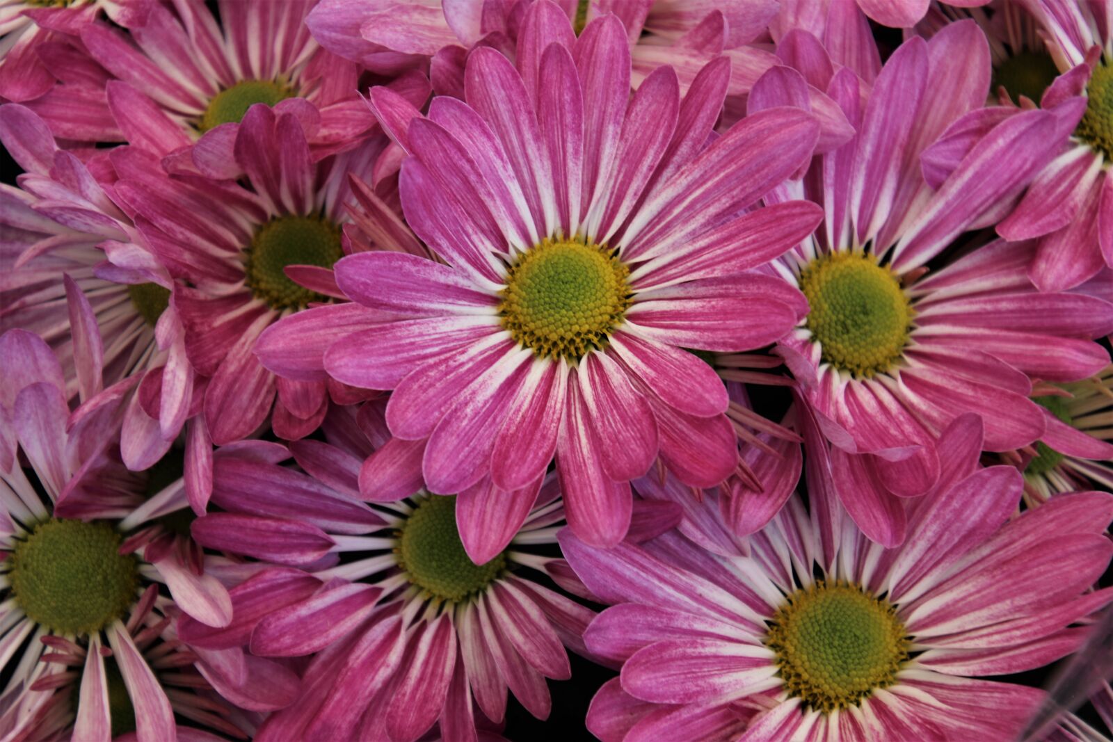 Canon EOS 80D sample photo. The petals, margarita, flourishing photography