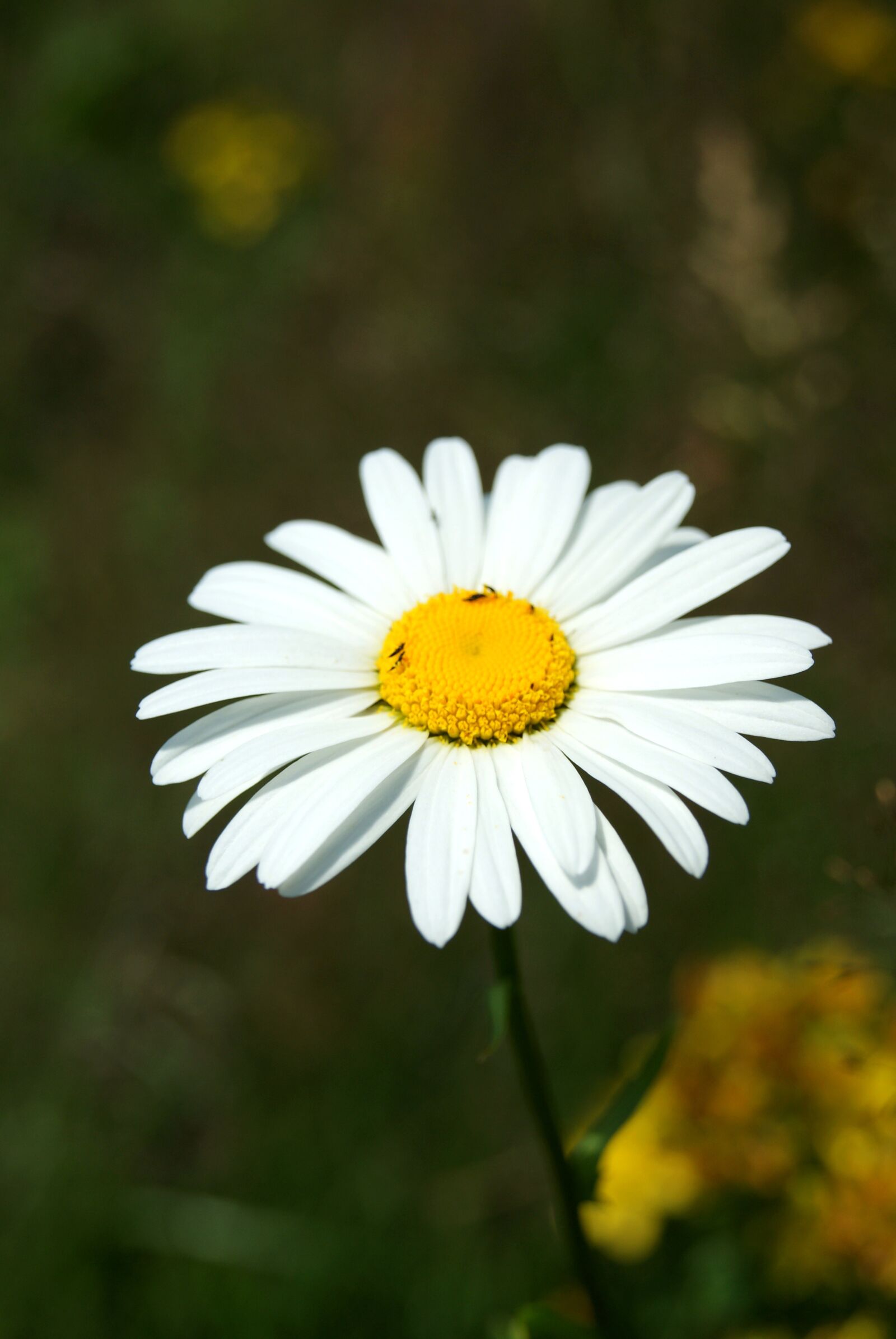 Sony Alpha DSLR-A330 sample photo. Flower, daisy, macro photography