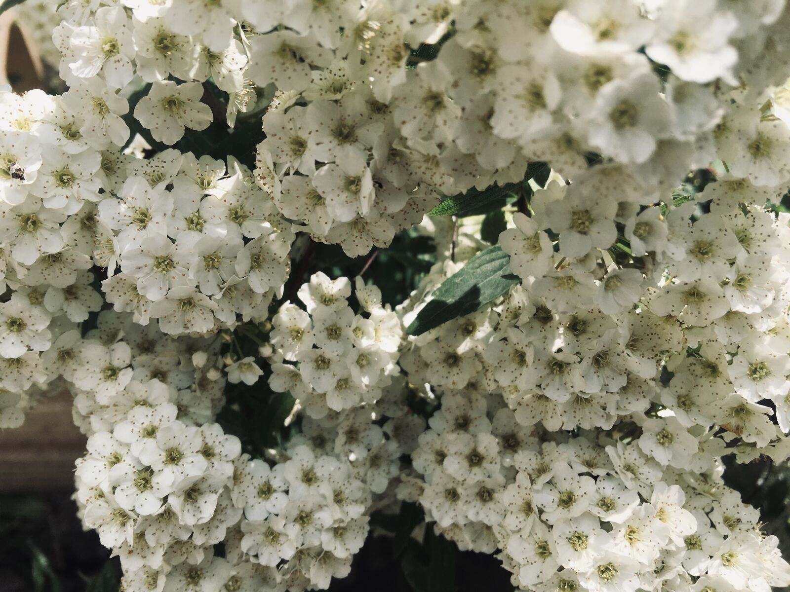 iPhone 6s Plus back camera 4.15mm f/2.2 sample photo. Flowers, white flowers, spring photography