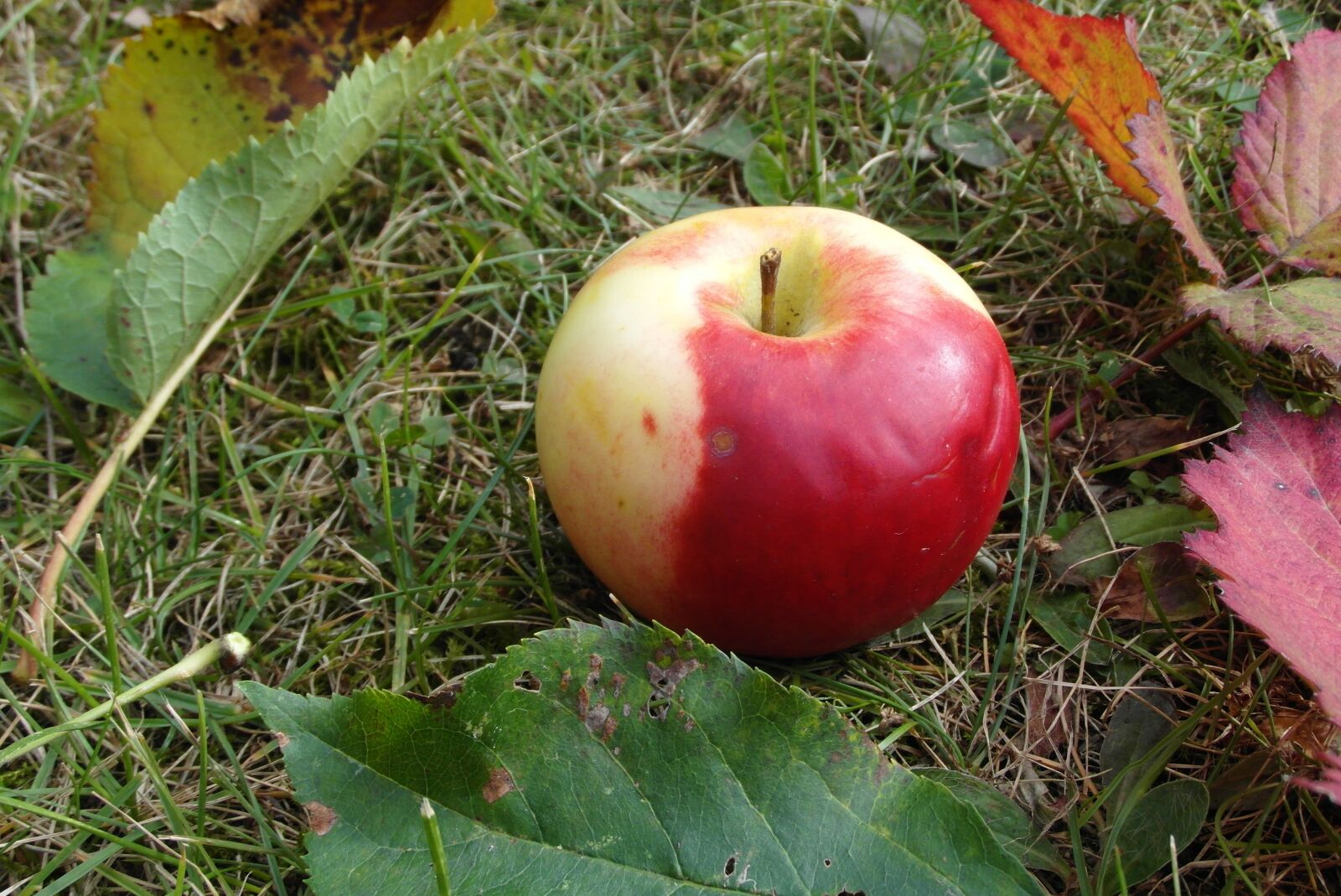 Samsung WB750 sample photo. Apple, mature, fruit photography