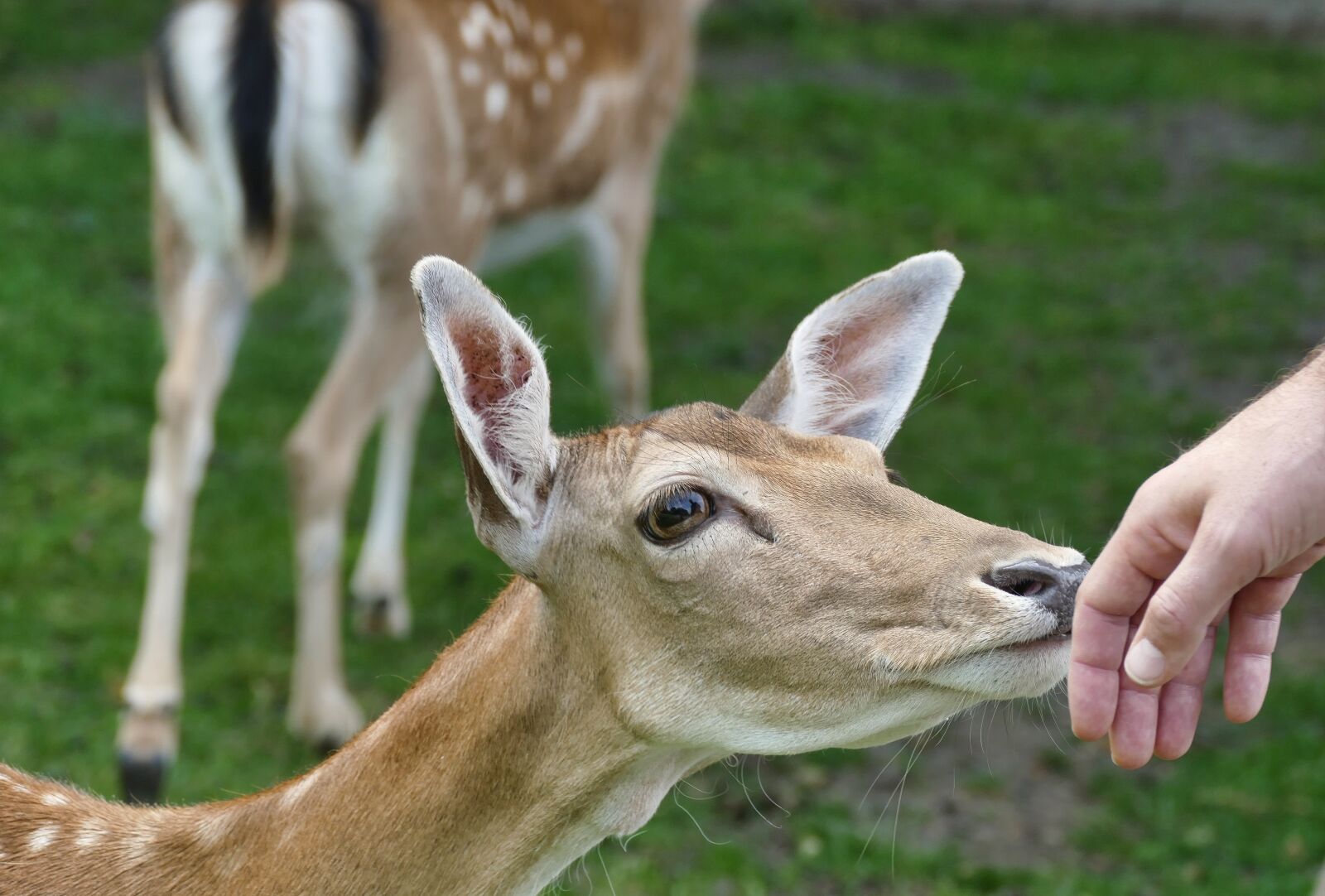 Panasonic Lumix DMC-FZ1000 sample photo. Roe deer, fawn, kitz photography