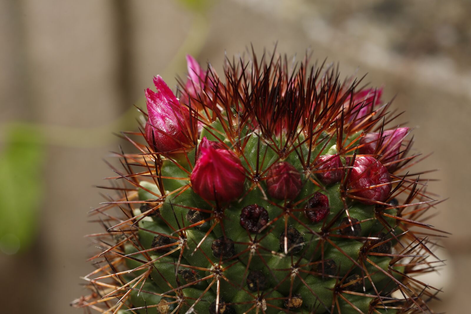 Canon EF 100mm F2.8L Macro IS USM sample photo. Cactus, blossom, bloom photography