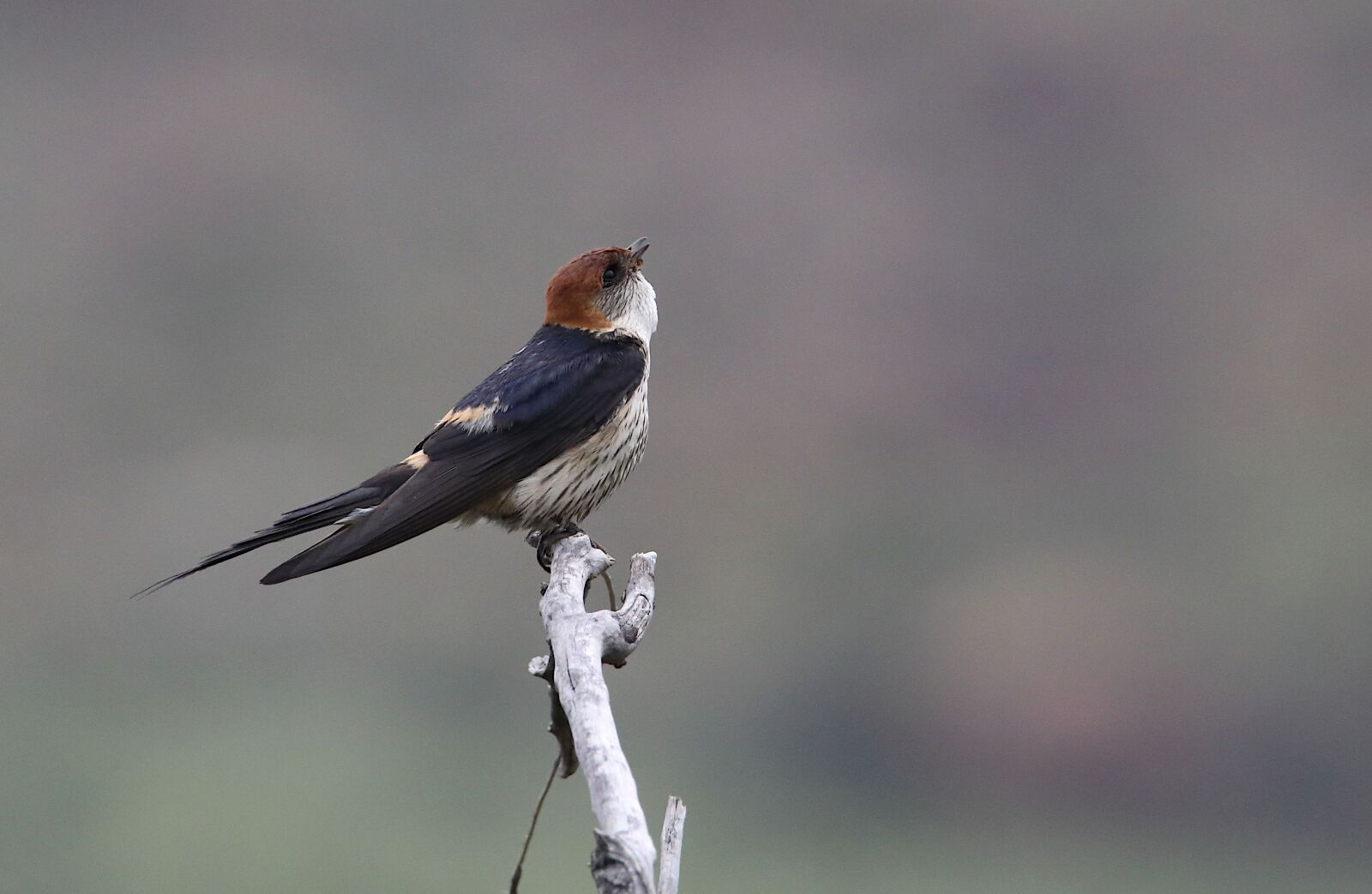 Tamron SP 150-600mm F5-6.3 Di VC USD sample photo. Swallow, bird, nature photography