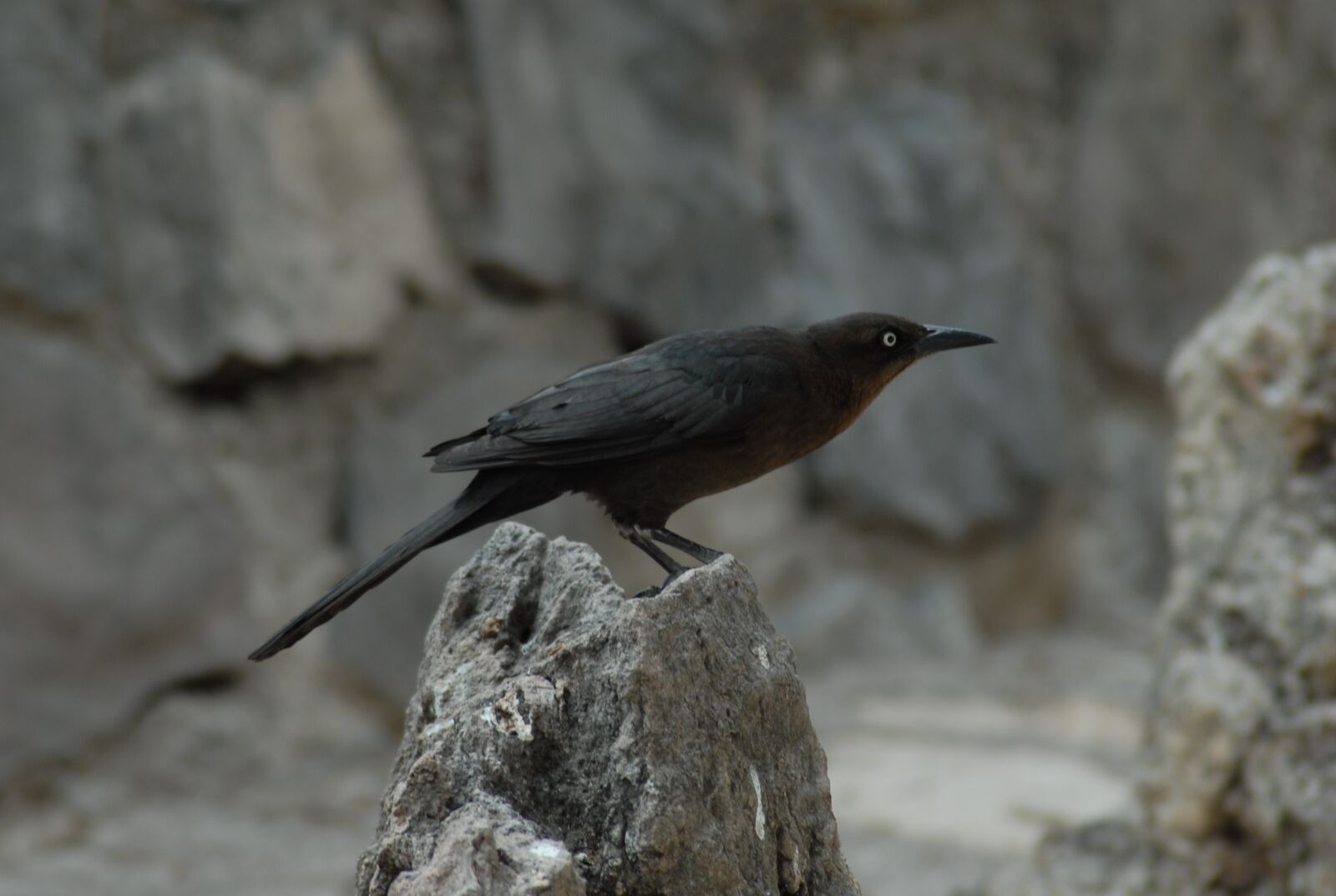 Nikon D200 sample photo. Zanate, bird, ave photography