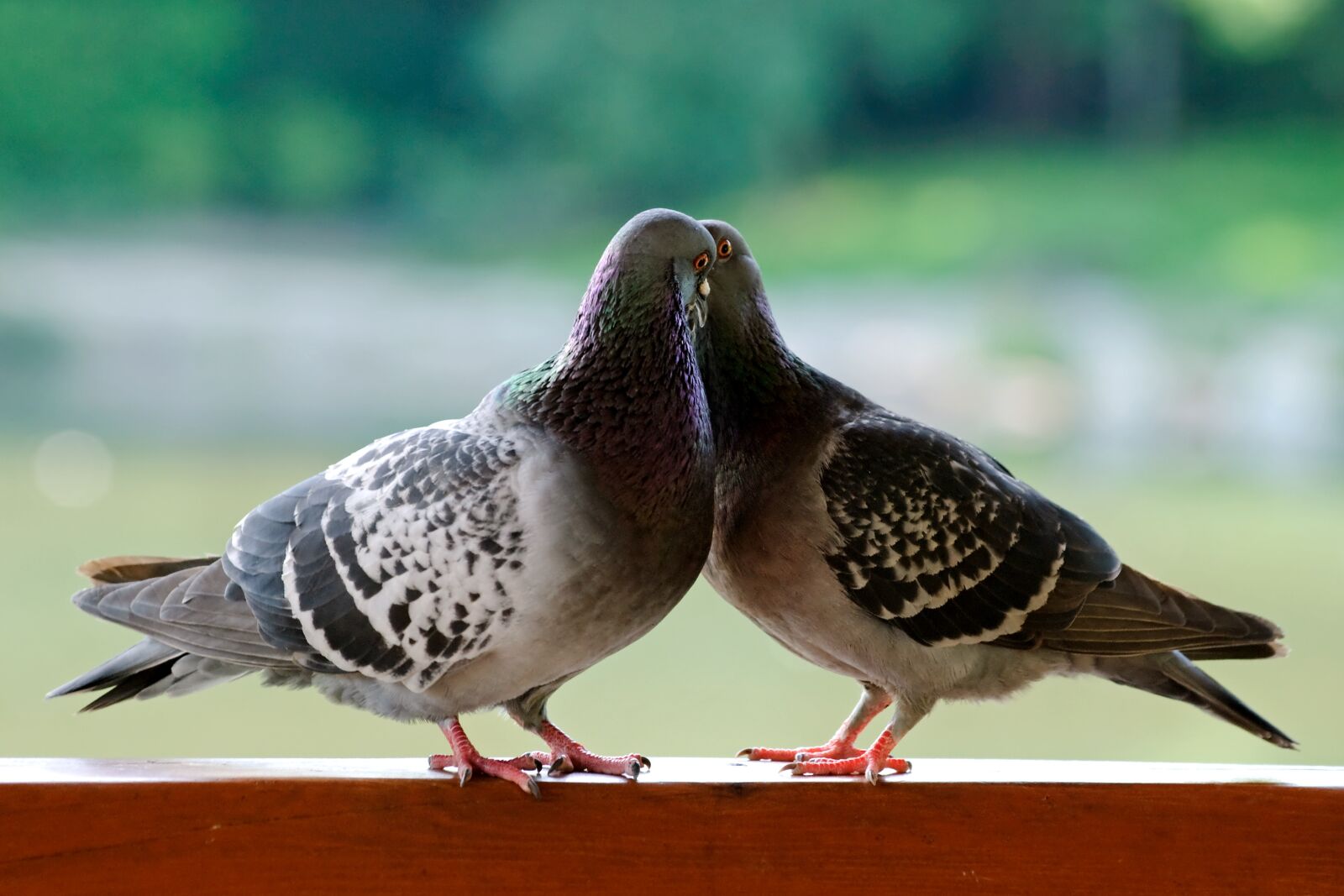 Nikon D80 sample photo. Birds, pen, nature photography