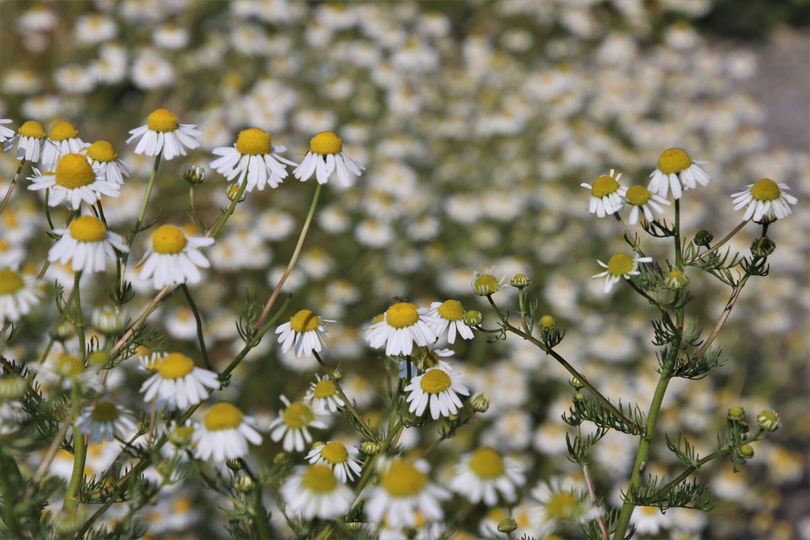 Canon EOS 80D sample photo. Margarita, wild flowers, composites photography