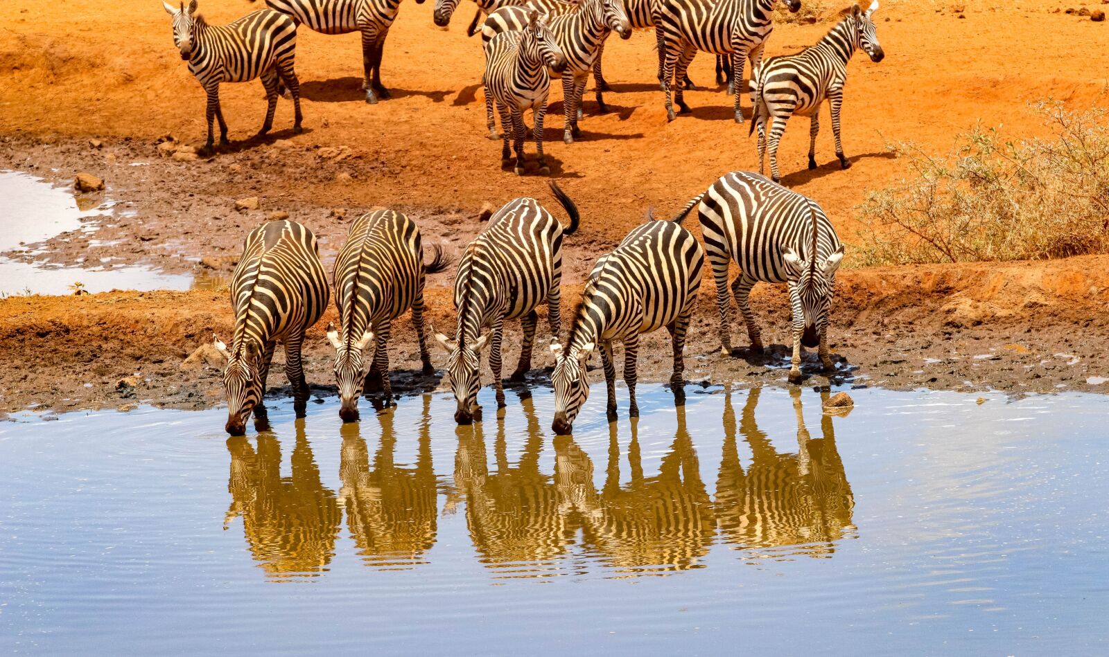 Canon EOS 80D sample photo. Africa, kenya, safari photography