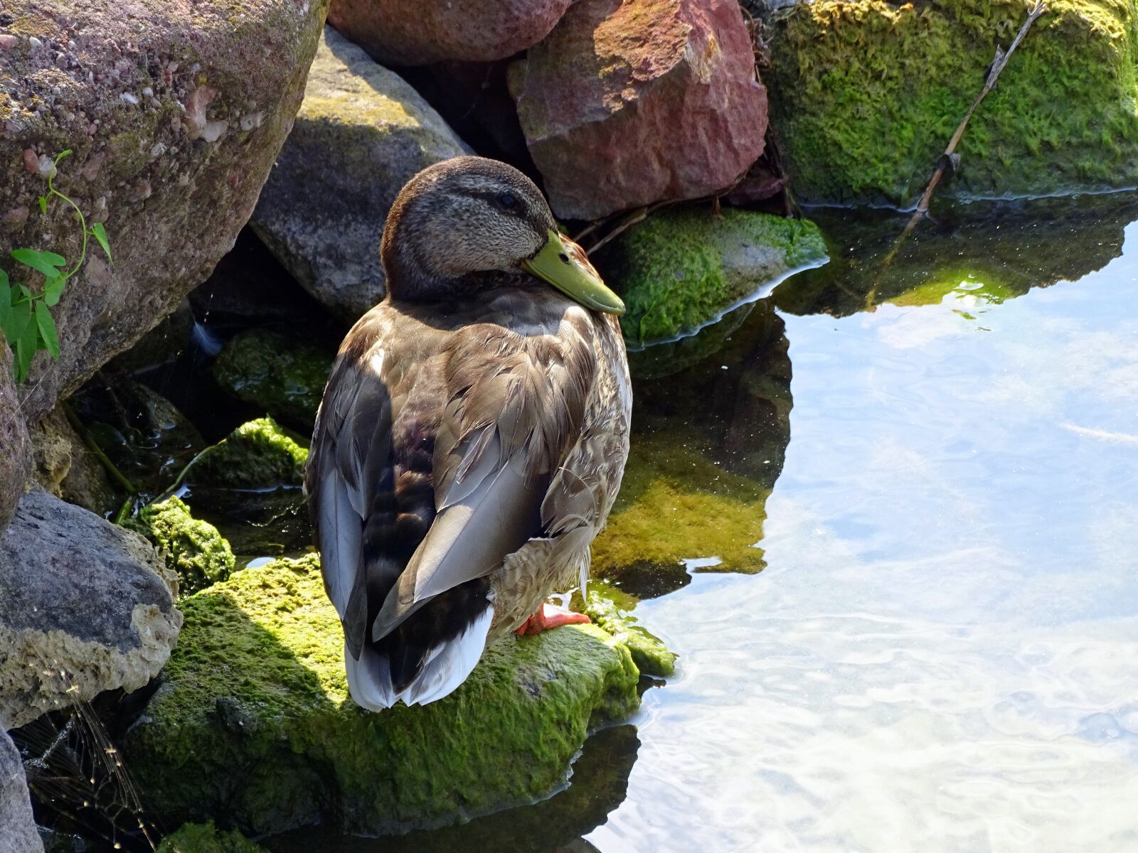 Sony Cyber-shot DSC-HX400V sample photo. Duck, summer, lake photography