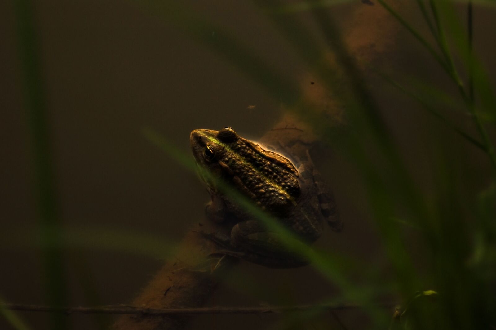 Nikon D50 sample photo. Frog, toad, amphibian photography