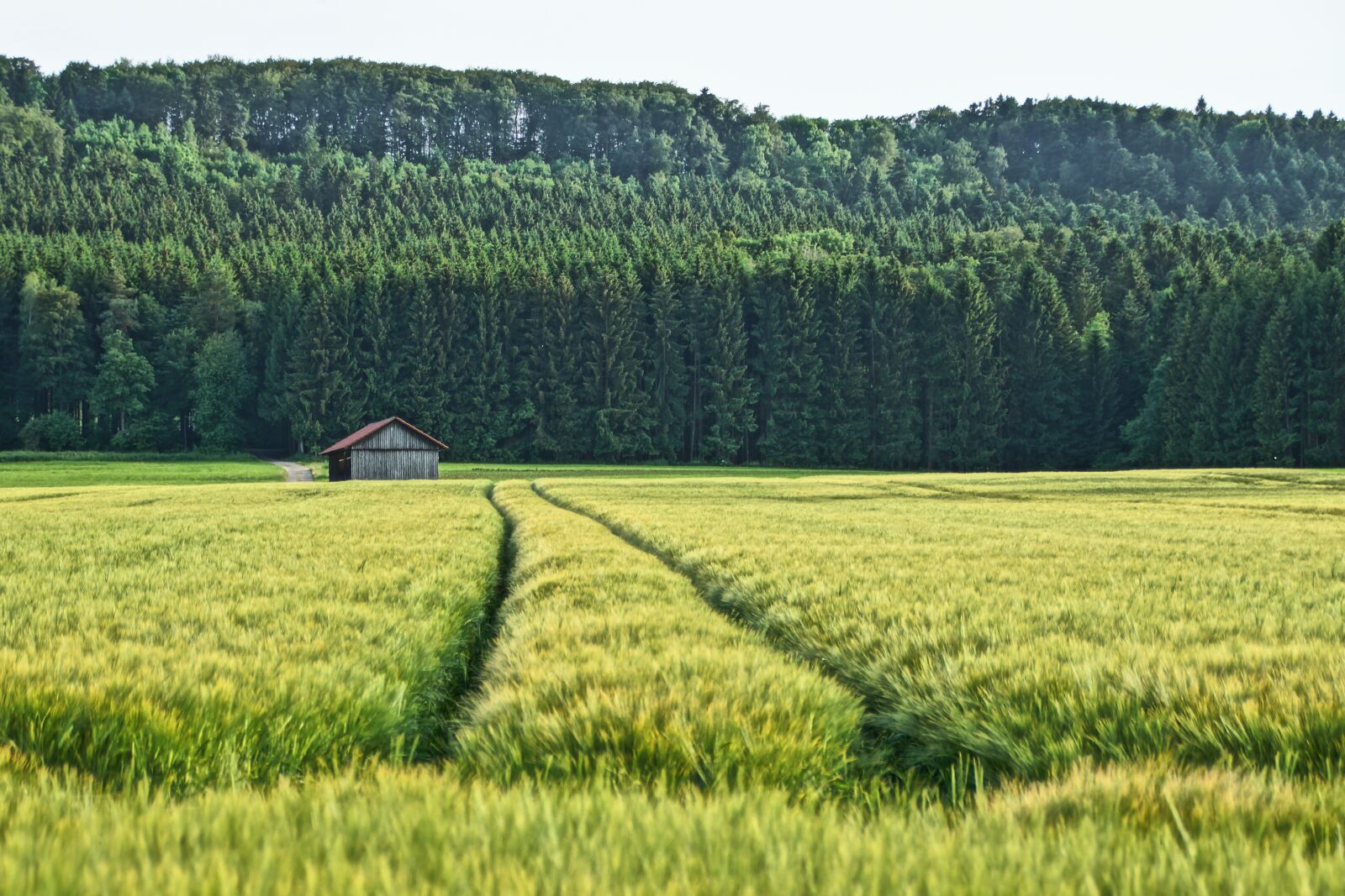 Sony SLT-A77 + Sony DT 18-200mm F3.5-6.3 sample photo. Field, hut, forest photography