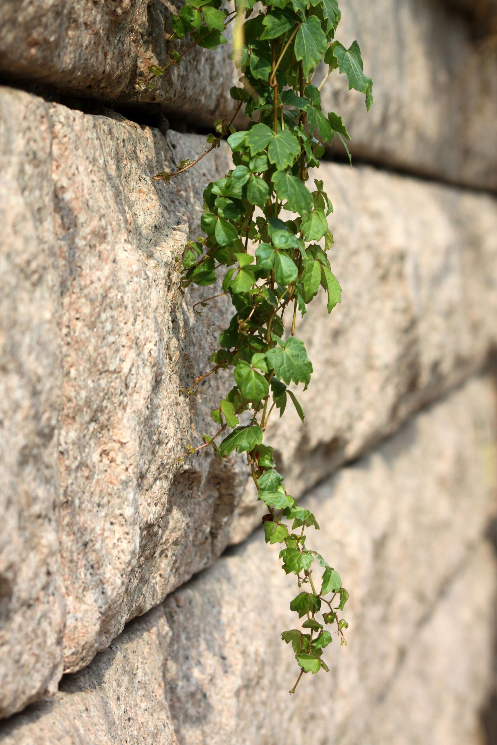 Canon EOS 50D sample photo. Vine, the vine, ivy photography