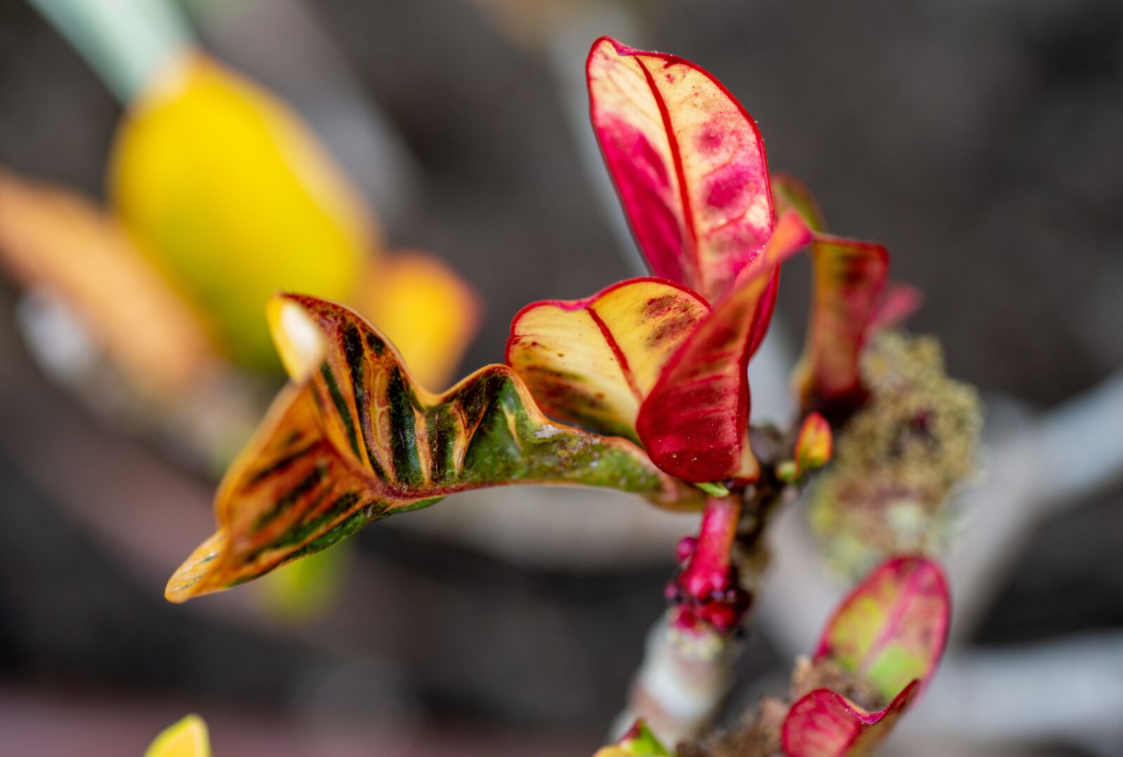 Tamron SP 90mm F2.8 Di VC USD 1:1 Macro sample photo. Leafs, flower, buds photography