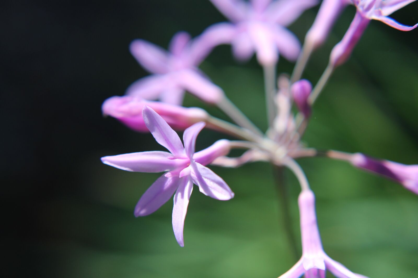 Canon EOS 1300D (EOS Rebel T6 / EOS Kiss X80) sample photo. Flower, pink flower, nature photography